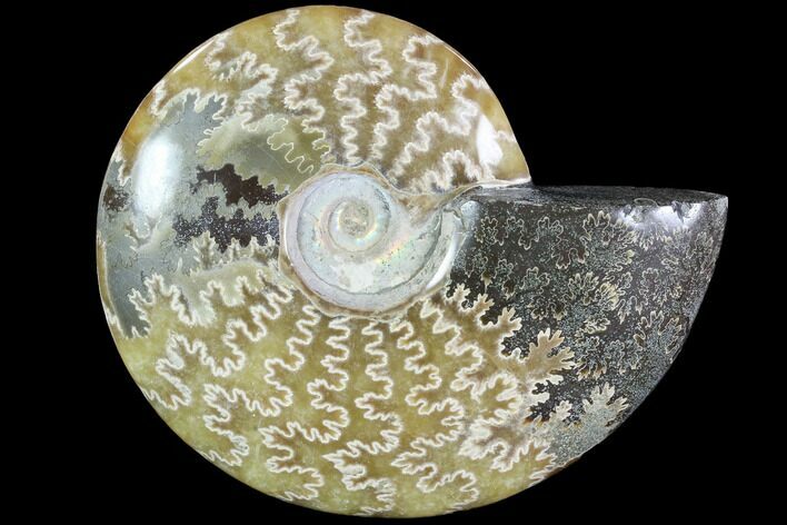 Polished, Agatized Ammonite (Cleoniceras) - Madagascar #88084